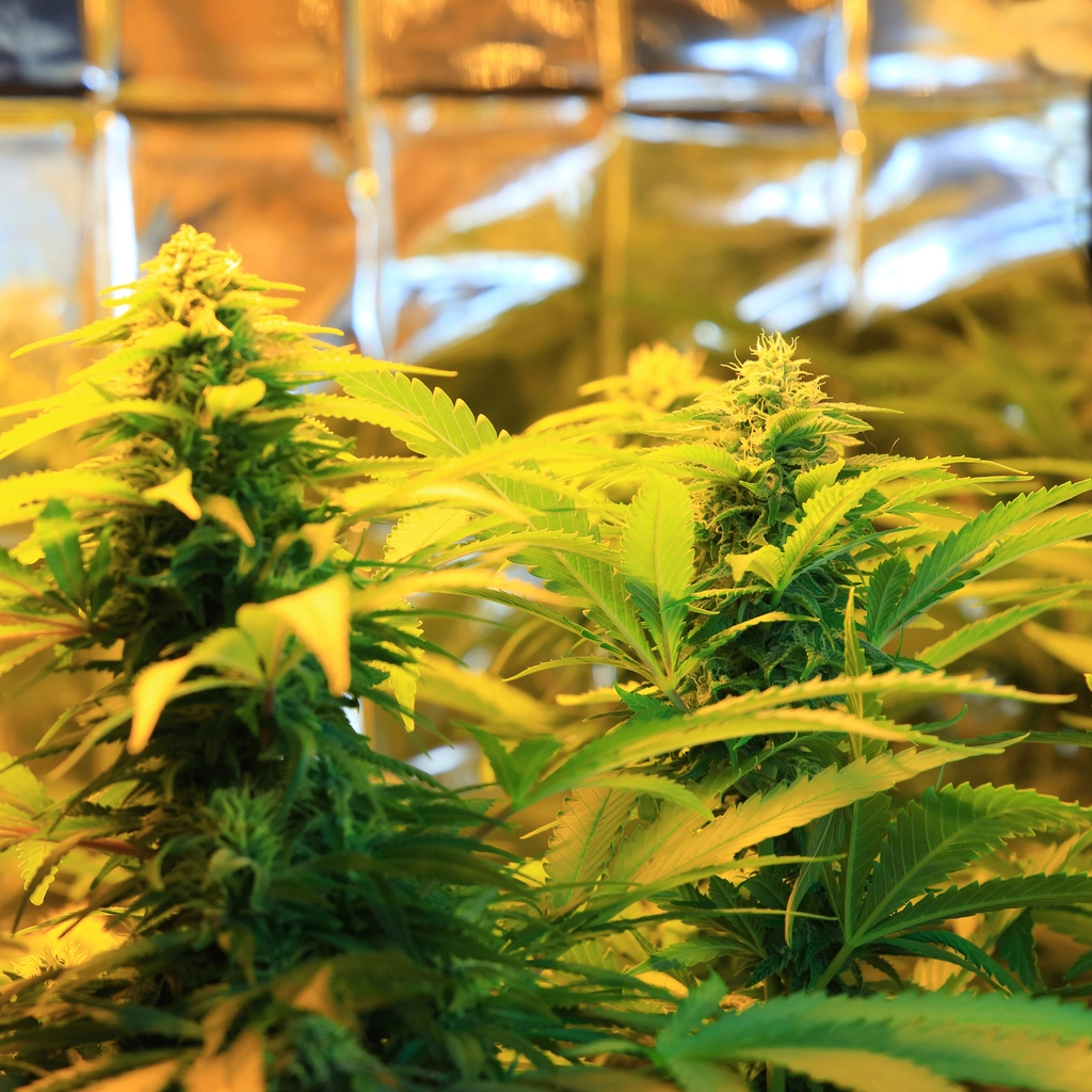 cannabis grow operation surveillance cameras